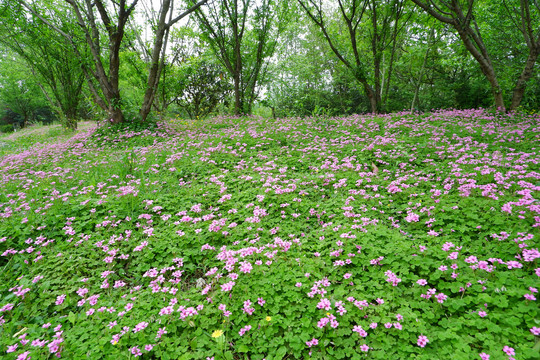 遍地野花