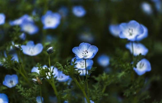 蓝色蝴蝶花
