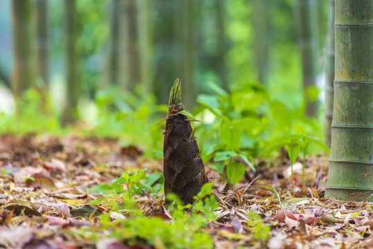 破土而出的竹笋