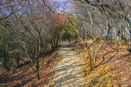 登山步道高清大图