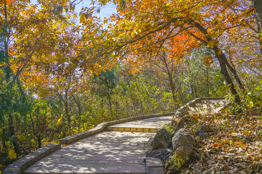 秋天山林步道高清大图