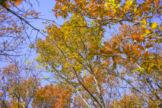 秋天树林高清大图