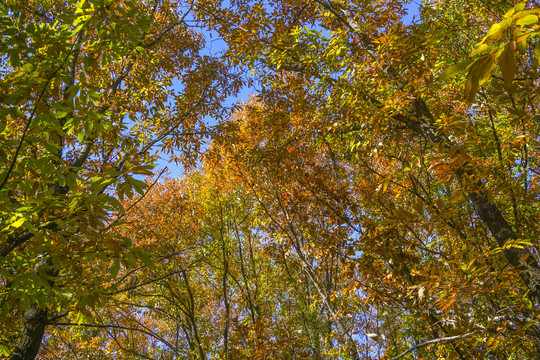 秋天树林高清大图
