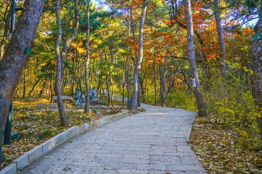 秋天森林小路高清大图