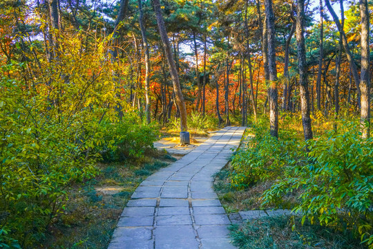 秋天森林小路高清大图