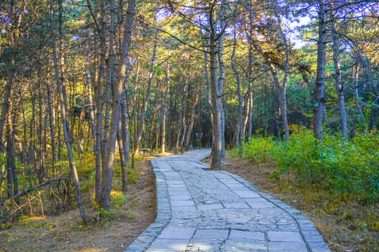 秋天森林小路高清大图