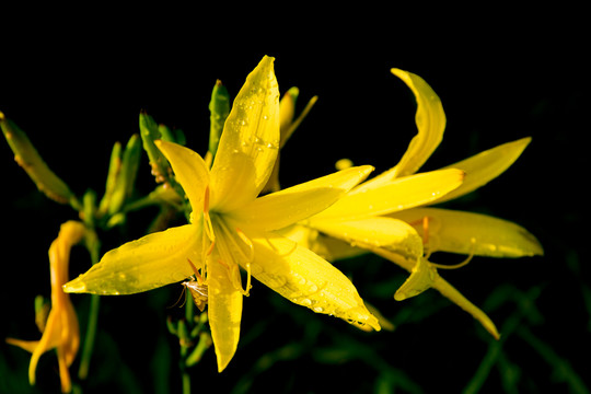 露珠黄花菜和蜜蜂