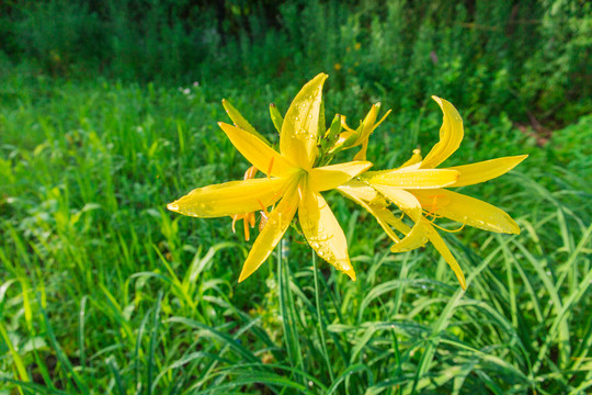 露珠黄花菜和蜜蜂