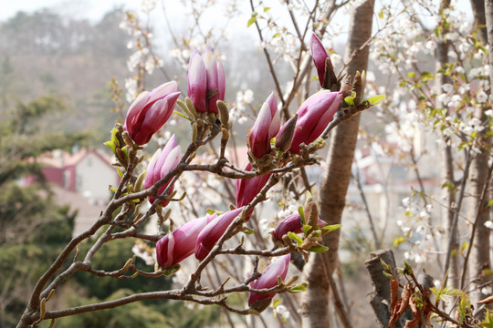 玉兰花