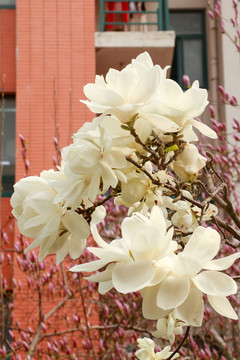 玉兰花