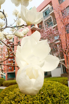 玉兰花