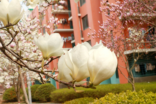 玉兰花