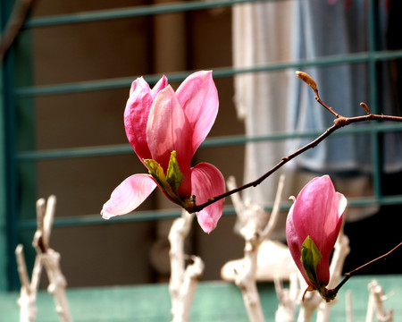 玉兰花