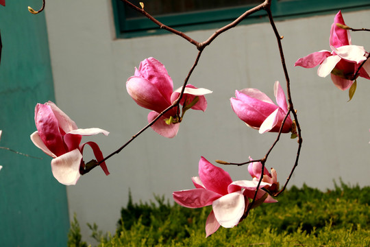玉兰花