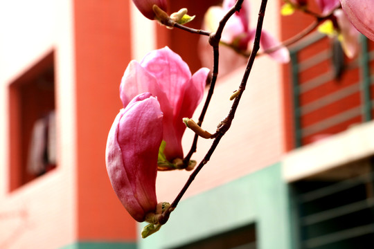 玉兰花