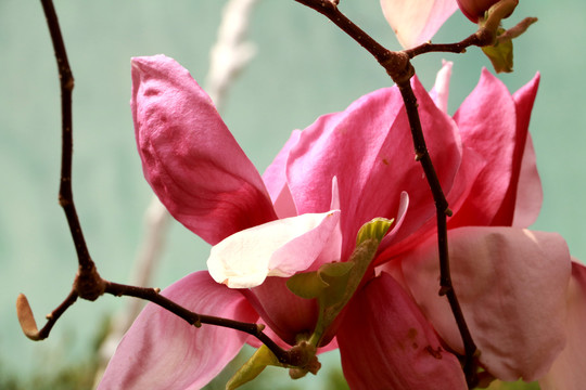 玉兰花