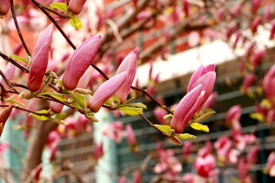 玉兰花
