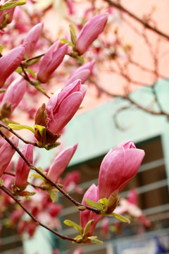 玉兰花