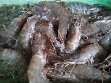 海虾淡水虾大虾