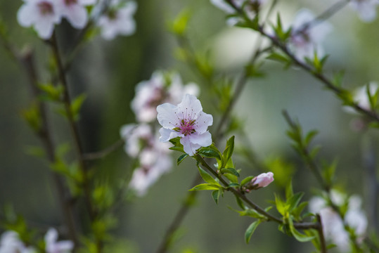 桃花盛开