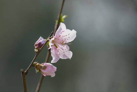 桃花盛开