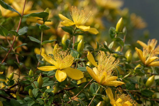 小黄花