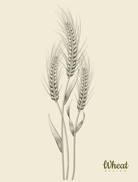 手绘线条小麦元素