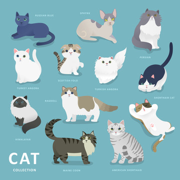 宠物猫插画图片