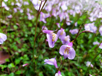 通泉草