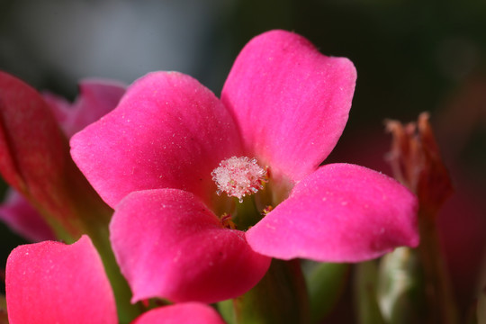长寿花
