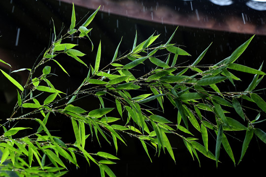 雨中竹叶