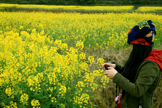 油菜花