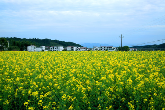 油菜花