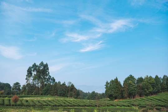 名山茶园风光