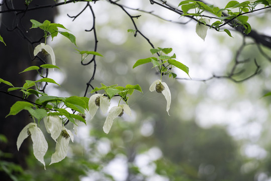 鸽子花珙桐树冰川世纪