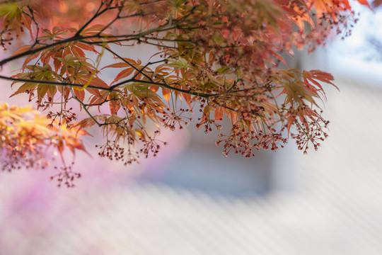 红枫