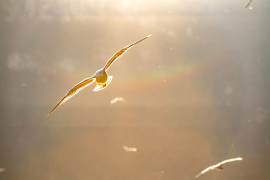 大理洱海红嘴鸥
