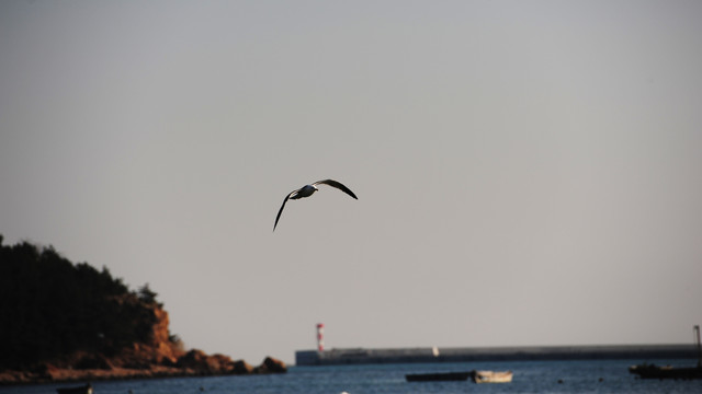 海鸥飞翔