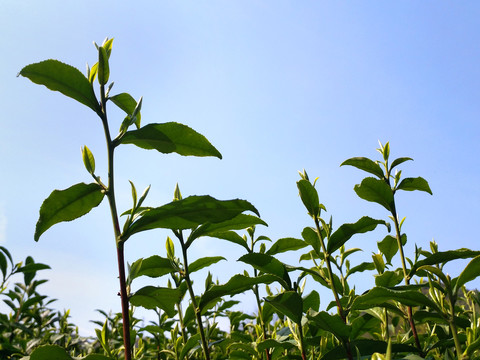 高擎茶树