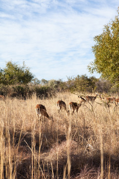 在南非平原上放牧的羚羊