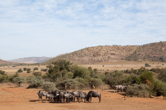 在南非平原上放牧的动物