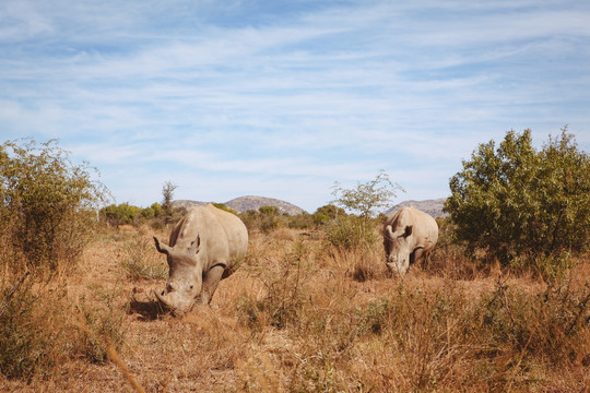 南非平原上放牧的犀牛
