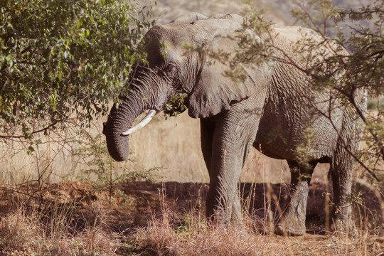 在南非的非洲平原上放牧的大象