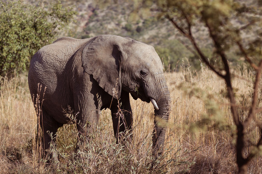 在南非的非洲平原上放牧的大象