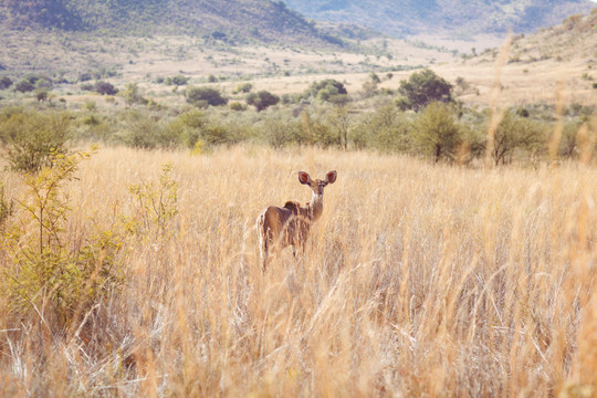在南非放牧非洲平原的羚羊