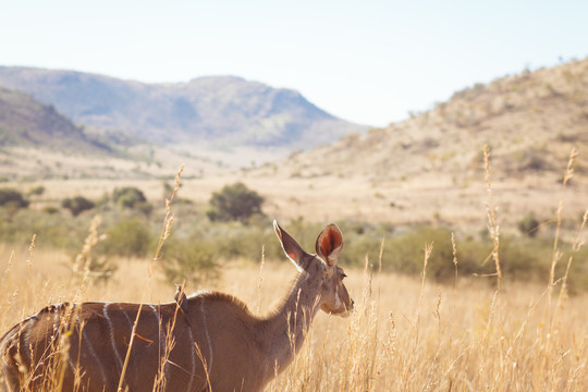 在南非放牧非洲平原的羚羊