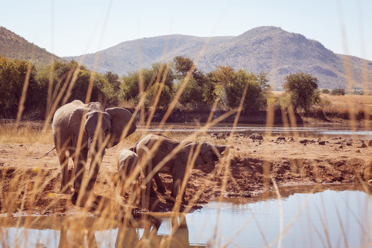在南非的水坑里喝大象