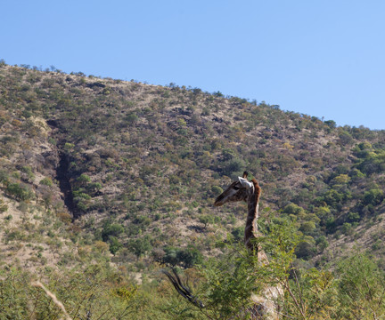 南非长颈鹿在树顶吃草
