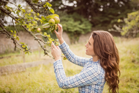 农妇在乡下摸苹果