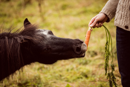 在乡下给马喂胡萝卜的女人